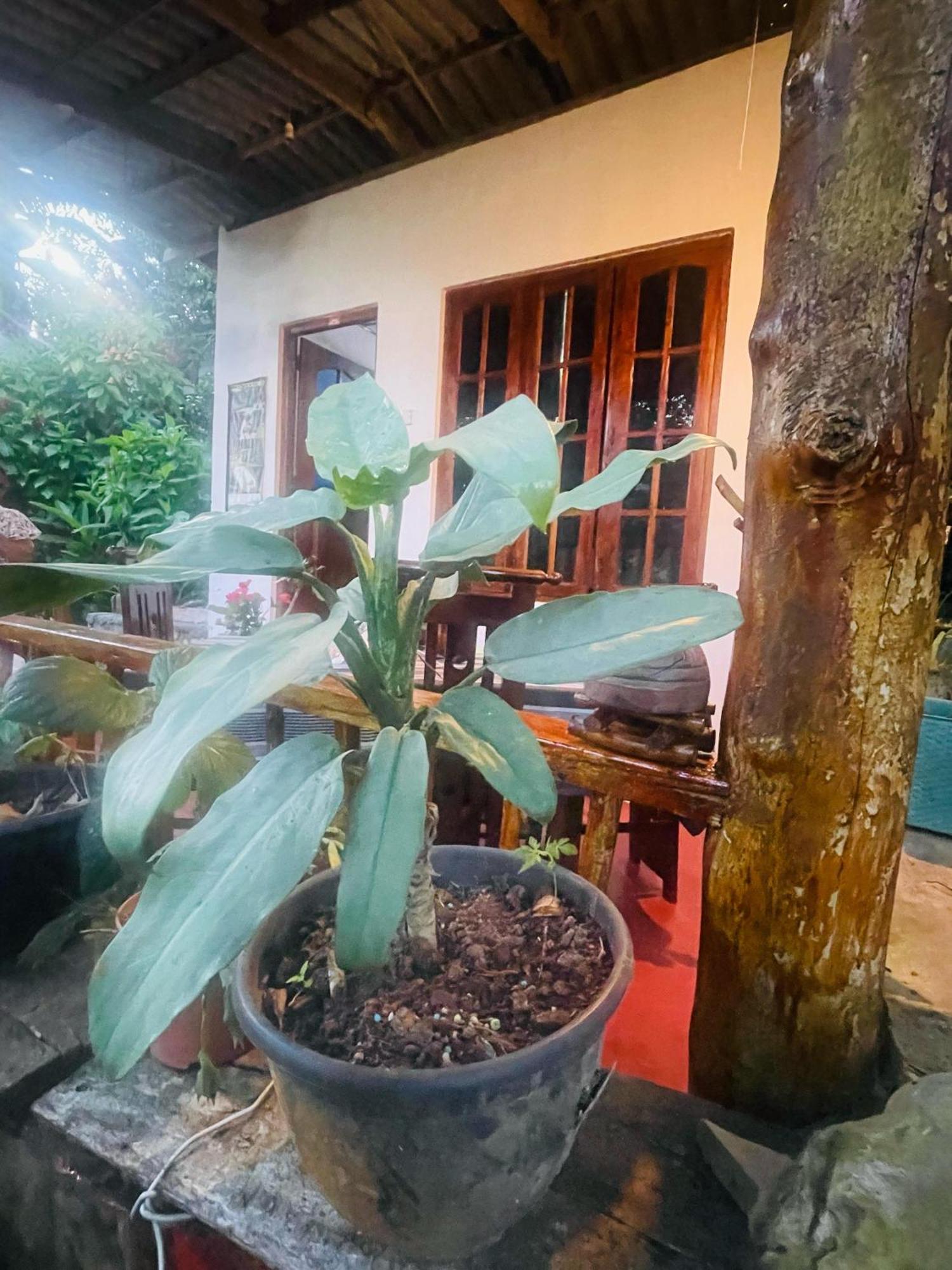 Hidden Gem Inn Ella Εξωτερικό φωτογραφία