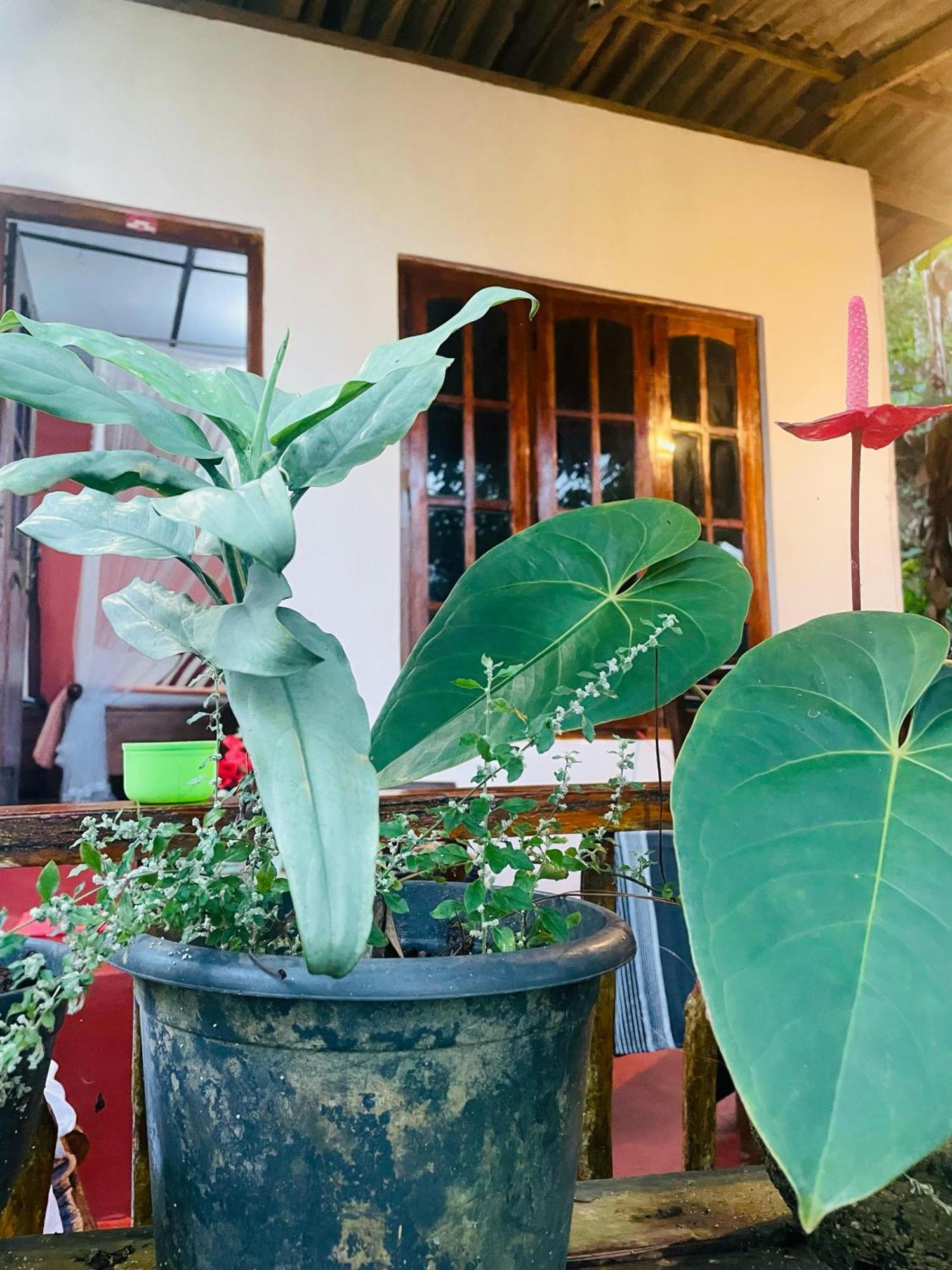 Hidden Gem Inn Ella Εξωτερικό φωτογραφία
